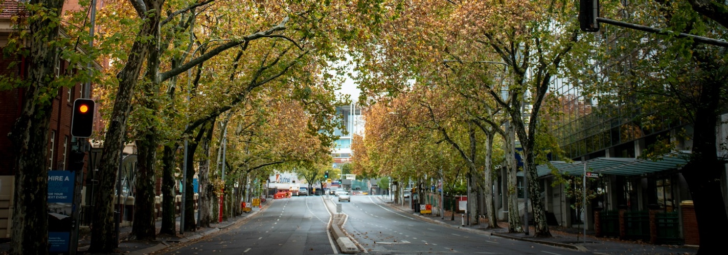 Adelaide street covered in trees